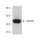 NSDHL Antibody (B-5) - Western Blotting - Image 374388