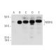 NSDHL Antibody (D-11) - Western Blotting - Image 290966 