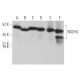 NSDHL Antibody (D-11) - Western Blotting - Image 374389