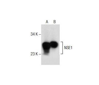 NSE1 Antibody (D-2) - Western Blotting - Image 157463 
