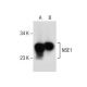 NSE1 Antibody (D-2) - Western Blotting - Image 157463 