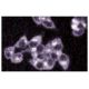 NSF Antibody (7) - Immunofluorescence - Image 60651