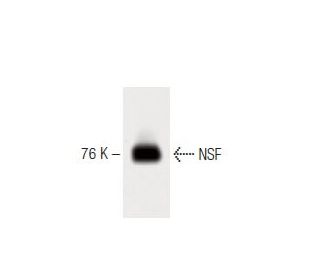 NSF Antibody (7) - Western Blotting - Image 60385 