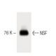 NSF Antibody (7) - Western Blotting - Image 60385 