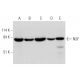 NSF Antibody (A-3) - Western Blotting - Image 333752 