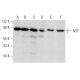 NSF Antibody (A-3) - Western Blotting - Image 358387 