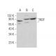 NSF Antibody (A-3) - Western Blotting - Image 383770