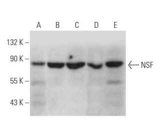 NSF Antibody (B-9) - Western Blotting - Image 333602 