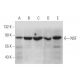 NSF Antibody (B-9) - Western Blotting - Image 333602 