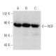 NSF Antibody (B-9) - Western Blotting - Image 358385 