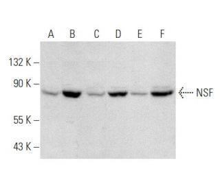 NSF Antibody (C-5) - Western Blotting - Image 358395 