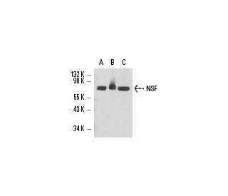 NSF Antibody (E-6) - Western Blotting - Image 17304 