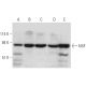 NSF Antibody (G-7) - Western Blotting - Image 333570