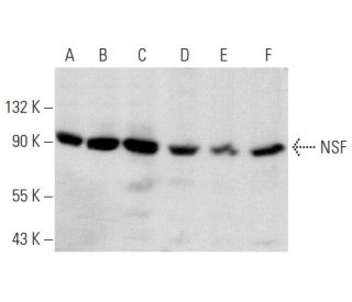 NSF Antibody (G-7) - Western Blotting - Image 358386 