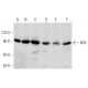 NSF Antibody (G-7) - Western Blotting - Image 358386 