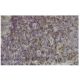 NSP3 Antibody (J-16.1) - Immunohistochemistry - Image 36162 