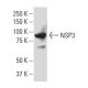NSP3 Antibody (J-16.1) - Western Blotting - Image 34166 