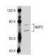 NSP3 Antibody (J-16.1) - Western Blotting - Image 36543