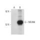 NSUN6 Antibody (D-5) - Western Blotting - Image 397570