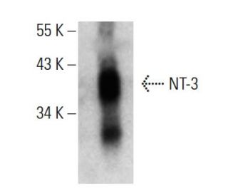 NT-3 Antibody (A-4) - Western Blotting - Image 395940
