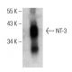 NT-3 Antibody (A-4) - Western Blotting - Image 395940