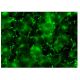 NT-4 Antibody (C-1) - Immunofluorescence - Image 142957 