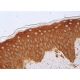 NT-4 Antibody (C-1) - Immunohistochemistry - Image 387492