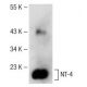 NT-4 Antibody (C-1) - Western Blotting - Image 141540 