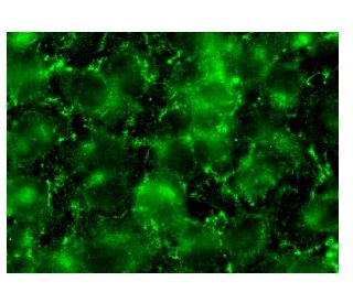 immunofluorescence image from recommended NT-4 (C-1) monoclonal antibody replacement. Image 142957