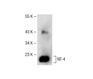 NT-4 Antibody (C-1) - Western Blotting - Image 141540Each CRISPR/Cas9 Knockout (KO) Plasmid product consists of a pool of 3 plasmids designed to ensure identification and cleavage of a specific gene for maximum knockout efficiency. Each plasmid encodes a unique 20 nt sequence derived from the GeCKO (v2) library. 
