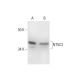 NT5C3 Antibody (E-8) - Western Blotting - Image 290898