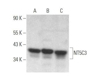 NT5C3 Antibody (E-8) - Western Blotting - Image 371878 