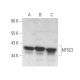 NT5C3 Antibody (E-8) - Western Blotting - Image 371878 