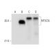 NT5C3L Antibody (A-9) - Western Blotting - Image 306536
