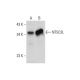 NT5C3L Antibody (A-9) - Western Blotting - Image 320465 