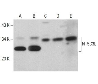 NT5C3L Antibody (A-9) - Western Blotting - Image 379019 