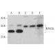 NT5C3L Antibody (A-9) - Western Blotting - Image 379019 