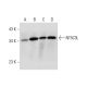 NT5C3L Antibody (D-8) - Western Blotting - Image 320240 