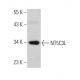 NT5C3L Antibody (D-8) - Western Blotting - Image 375971