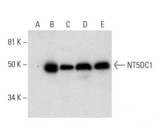 NT5DC1 Antibody (B-3) - Western Blotting - Image 301540 