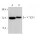 NT5DC1 Antibody (B-3) - Western Blotting - Image 371052