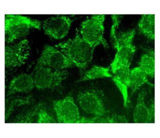 NT5DC1 Antibody (G-6) - Immunofluorescence - Image 302172 