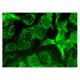 NT5DC1 Antibody (G-6) - Immunofluorescence - Image 302172 