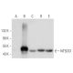NT5DC1 Antibody (G-6) - Western Blotting - Image 300546 