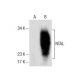 NTAL Antibody (D-10) - Western Blotting - Image 285085 