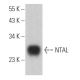 NTAL Antibody (D-10) - Western Blotting - Image 364101