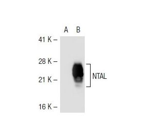 NTAL Antibody (NAP-07) | SCBT - Santa Cruz Biotechnology