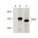 NTCP Antibody (D-5) - Western Blotting - Image 395973