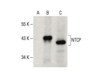 NTCP Antibody (D-5) - Western Blotting - Image 395973The Double Nickase Plasmid features a U6 promoter for sgRNA expression, a 20 nt targeting sequence, and a gRNA scaffold to guide Cas9n. It includes a CBh promoter for Cas9n (D10A) and puromycin resistance, GFP for transfection verification, and nuclear localization signals (NLS). The 2A peptide allows co-expression of Cas9n and Puro from a single promoter, enabling precise genome editing with reduced off-target effects. 
