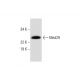 NTERA-2 cl.D1 Whole Cell Lysate: sc-364181. Western blot analysis of...